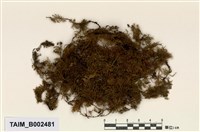 藏品(羽苔屬)的圖片